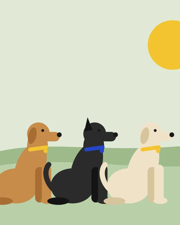 Démo Field de Recall : trois chiens assis côte à côte sur un terrain, au soleil